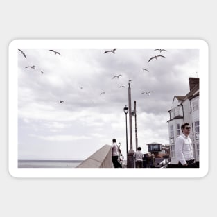 Seagulls riding the updraft - Sheringham, Norfolk, UK Sticker